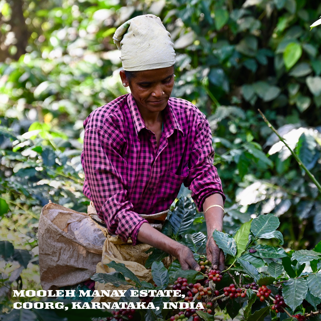 Specialty Excelsa : Mooleh Manay Estate - Lot #Drakshi (Medium Roast)