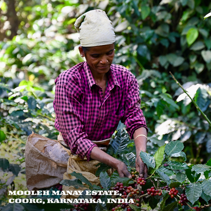 Specialty Excelsa : Mooleh Manay Estate - Lot #Drakshi (Medium Roast) [Lemongrass, Mangosteen, Roasted Almonds]